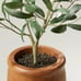 16 Faux Olive Leaf Plant - Hearth & Hand™ with Magnolia