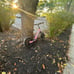 Schwinn Sting Ray