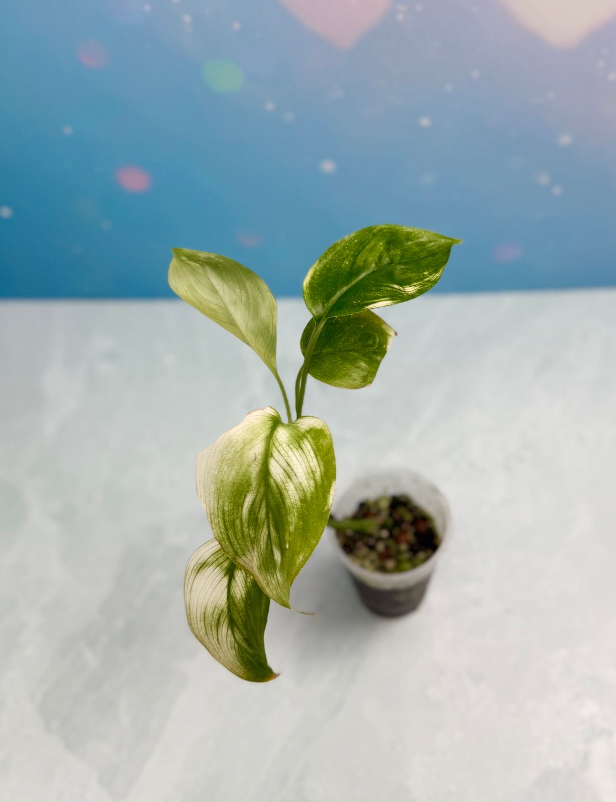 Scindapsus White Monster Free Shipping | US Seller