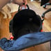 Little Chonk dog Maxine one S carrier / backpack for small to medium dogs