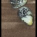 2 Paired SNOWVILLE VARISCITE CABOCHONS- backed & so stunning!