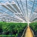 Professional Full Spectrum Grow Light