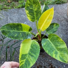 Variegated Green Congo Philodendron