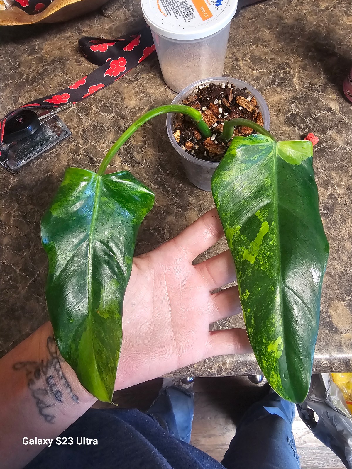 Philodendron Domesticum Variegated