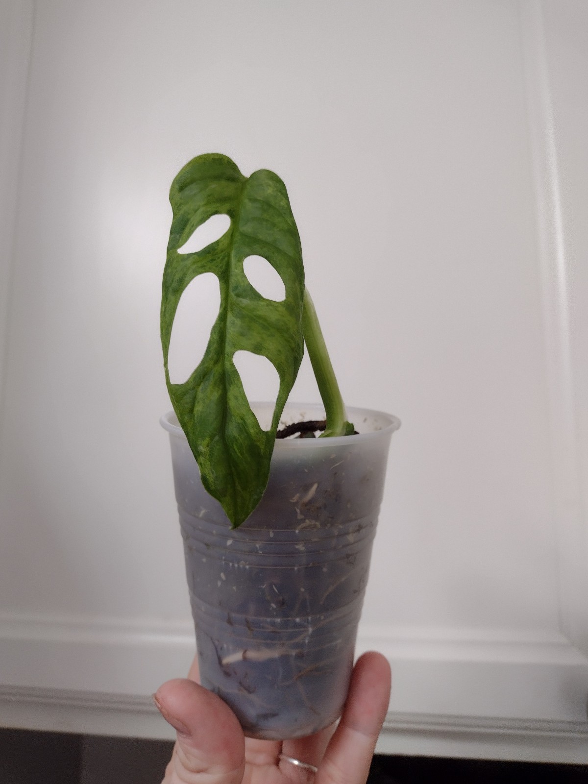 Monstera Adansonii Mint Variegated