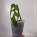 Monstera Adansonii Mint Variegated