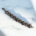 Vintage Scottish miracle bracelet with inlaid agate stoned