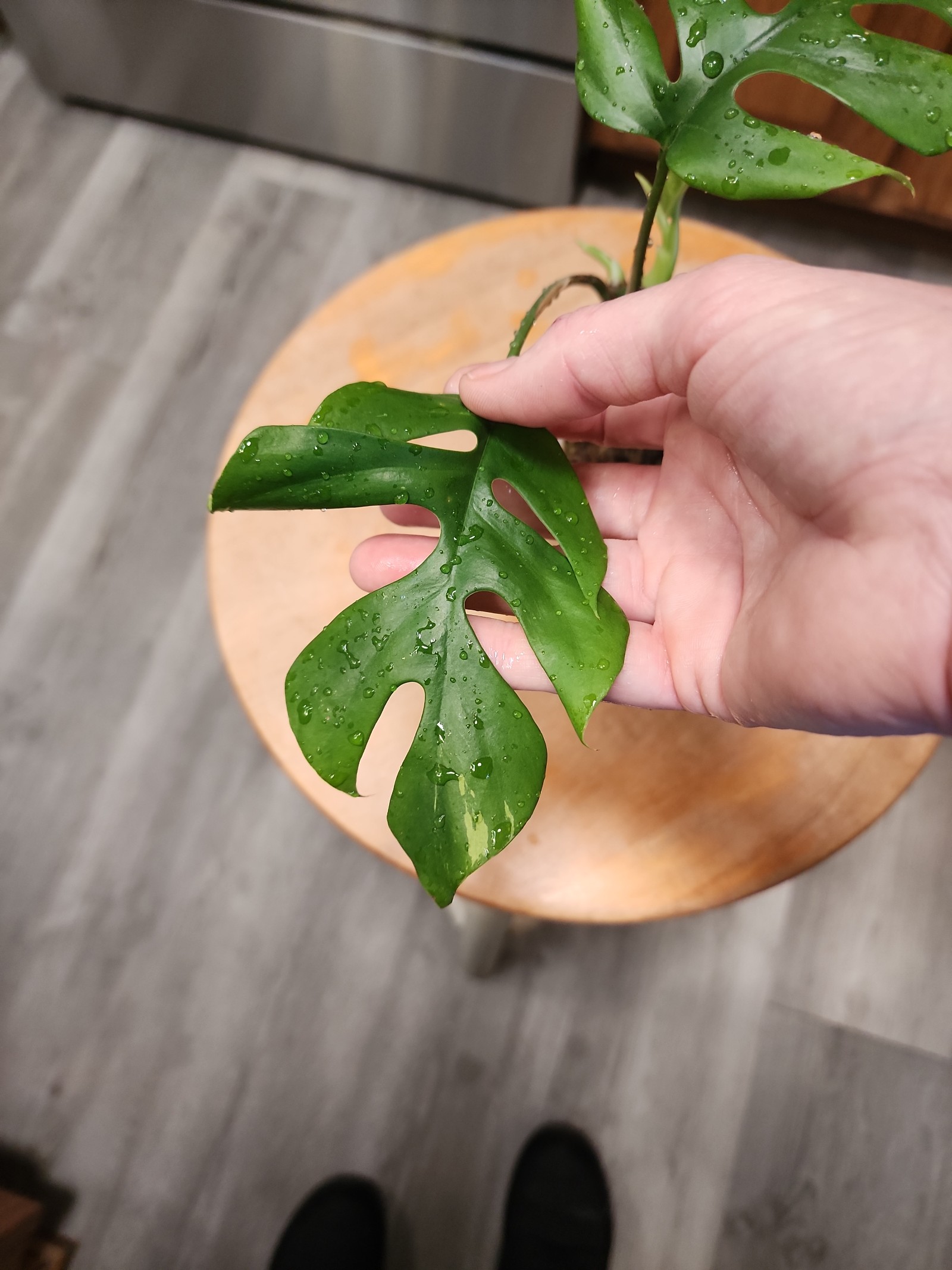 #2110 Rhaphidophora Tetrasperma Variegated low var