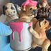 Vintage lot of resin miniature dogs