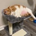 Road Cat Scratching Post Bed, Featuring with Soft Perch Sisal-Covered