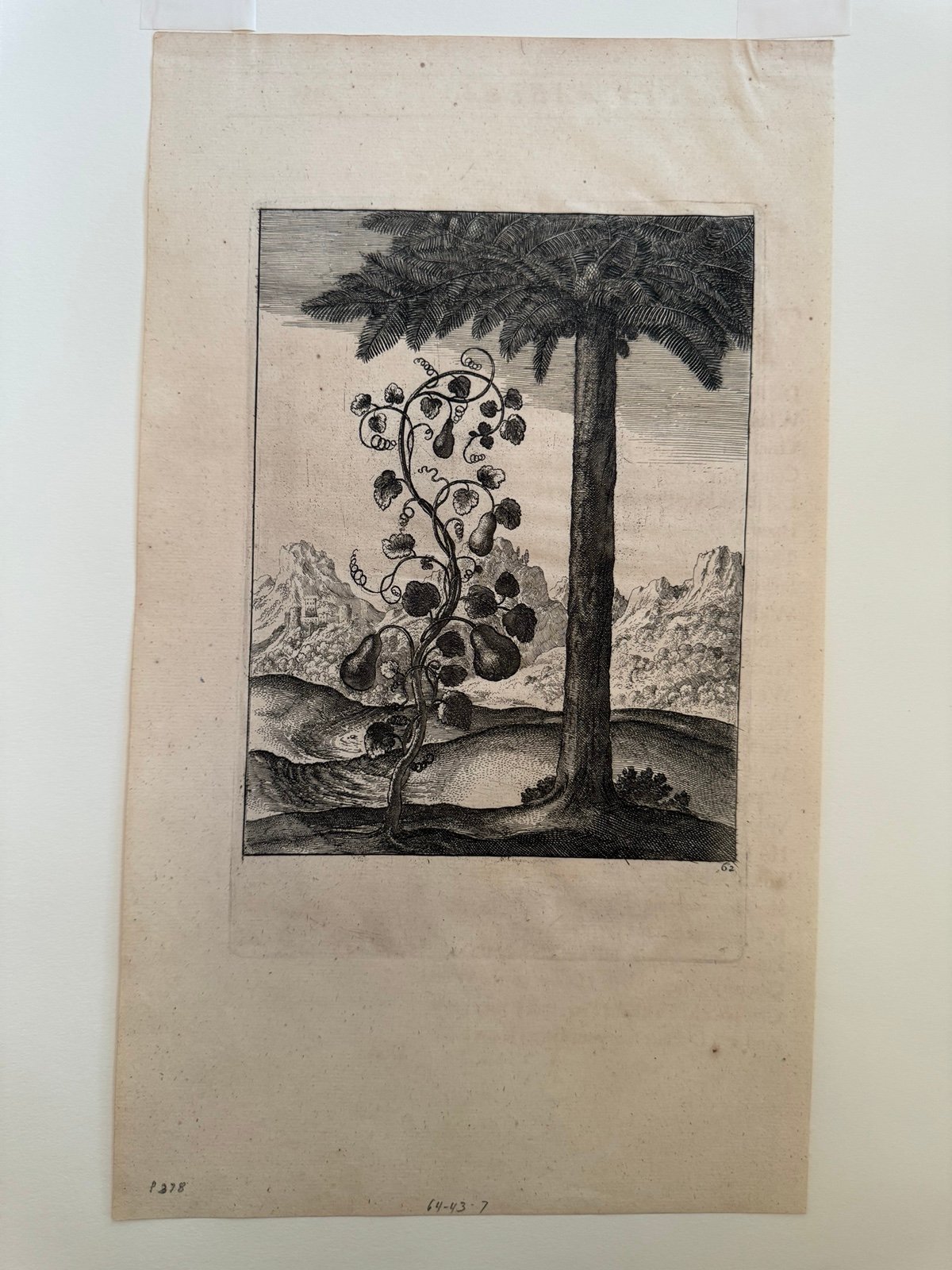 Antique Original Unsigned Etching “The Pumpkin & the Pine” by Wenceslaus Hollar