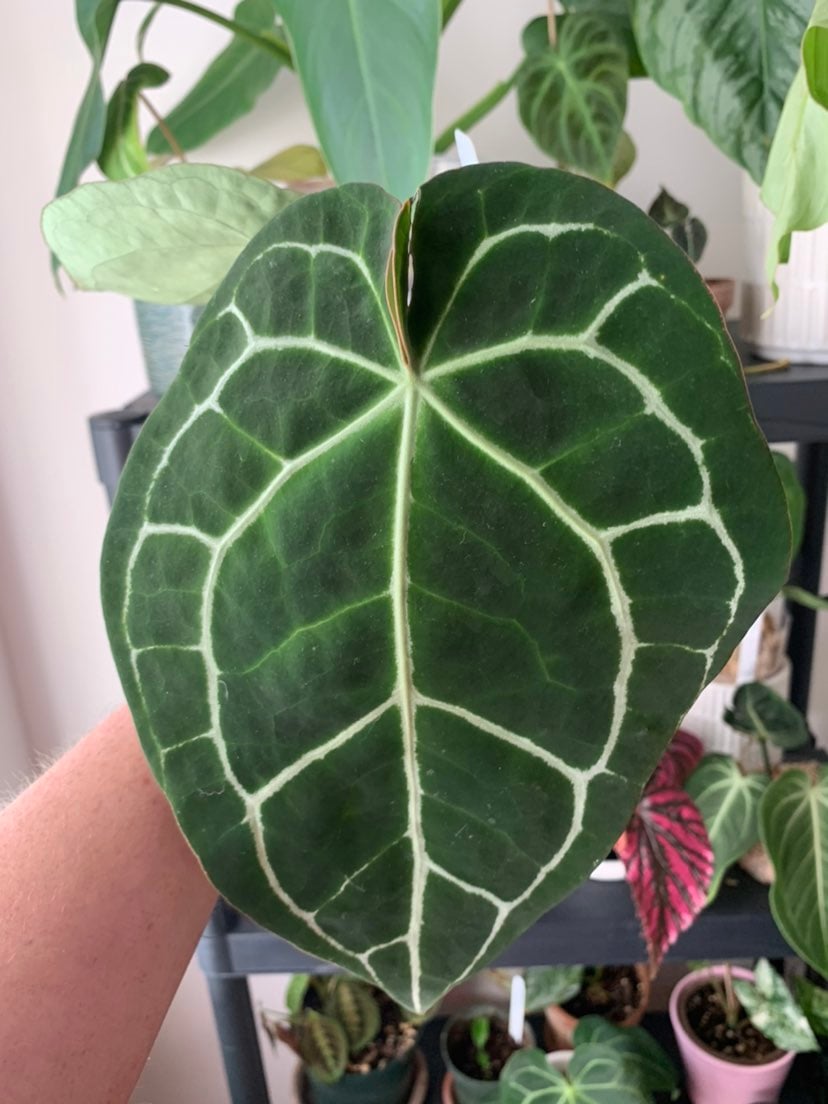 anthurium crystallinum