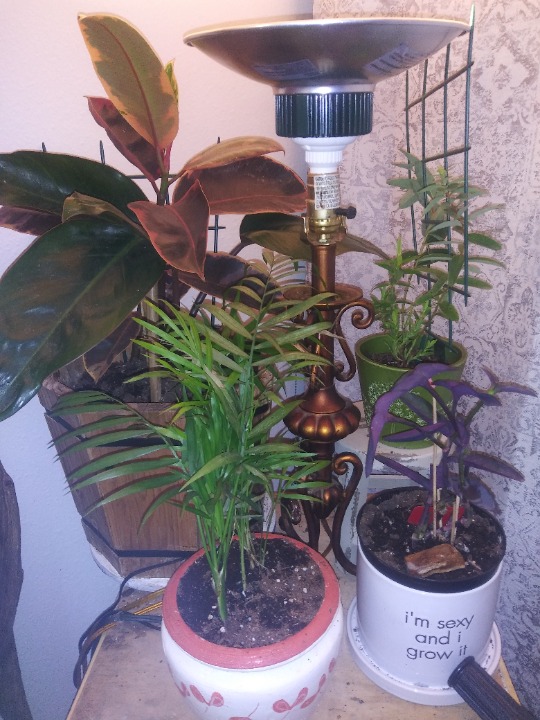 houseplants