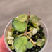 RARE Hoya Curtisii Variegated