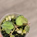 RARE Hoya Curtisii Variegated
