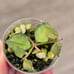 RARE Hoya Curtisii Variegated