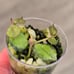 RARE Hoya Curtisii Variegated