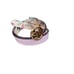 Steve Madden reversible lavender/flowers belt size XL