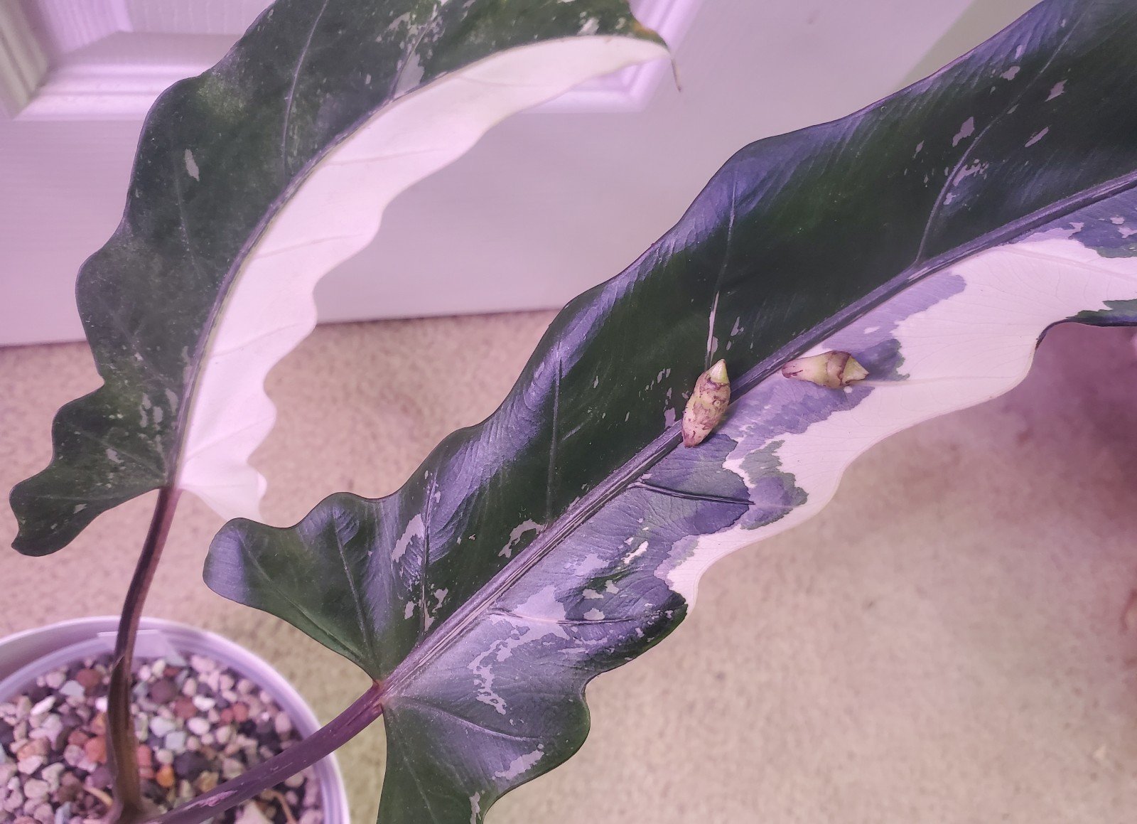 Alocasia Lauterbachiana Albo: Plant Pup B (Corm Grown)