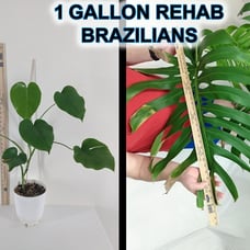 Rare Brazilian-Form Monstera Deliciosa Grown From Seed In 1 Gallon Pot