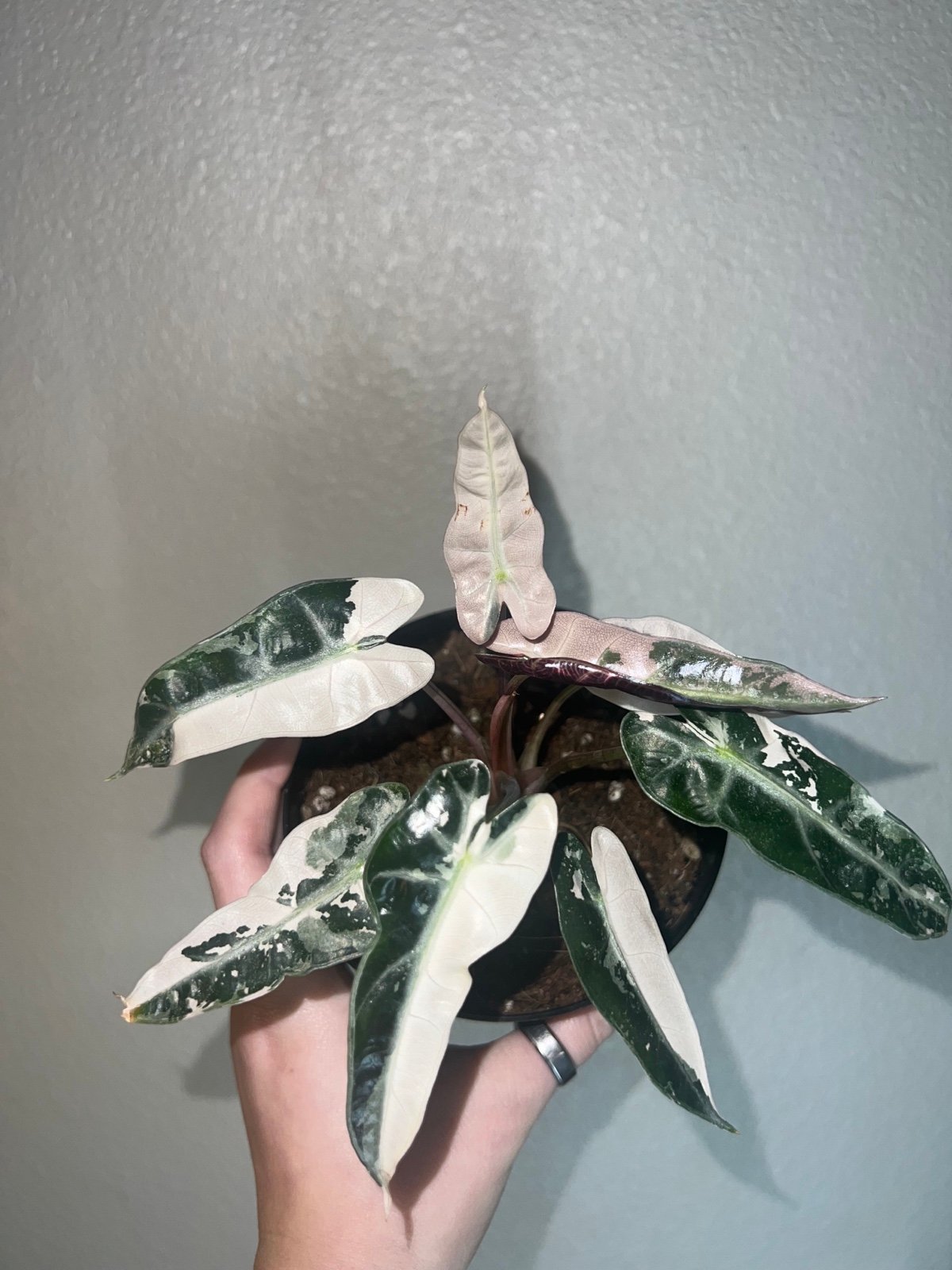 Alocasia pink bambino