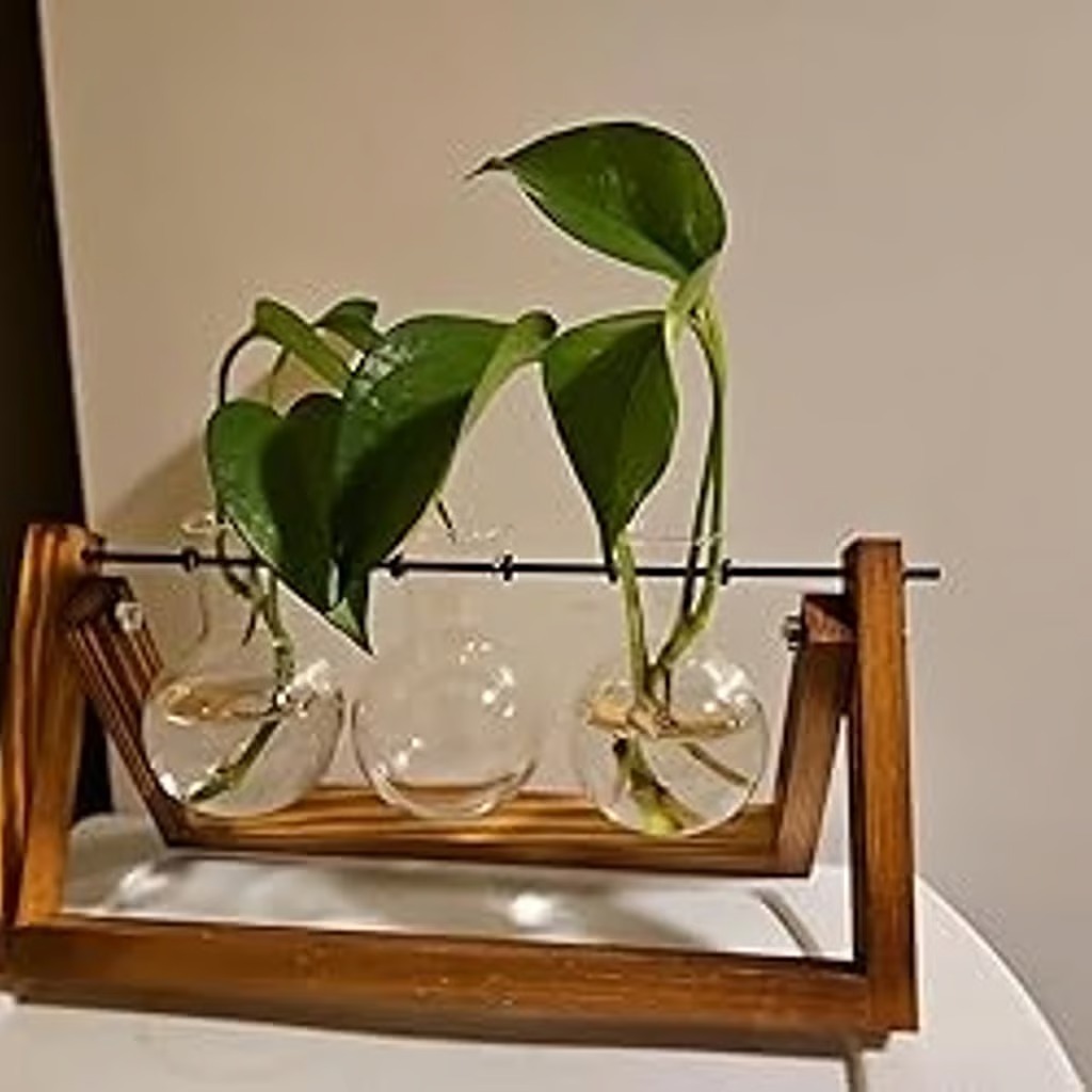 Plant Terrarium with Wooden Stand NEW