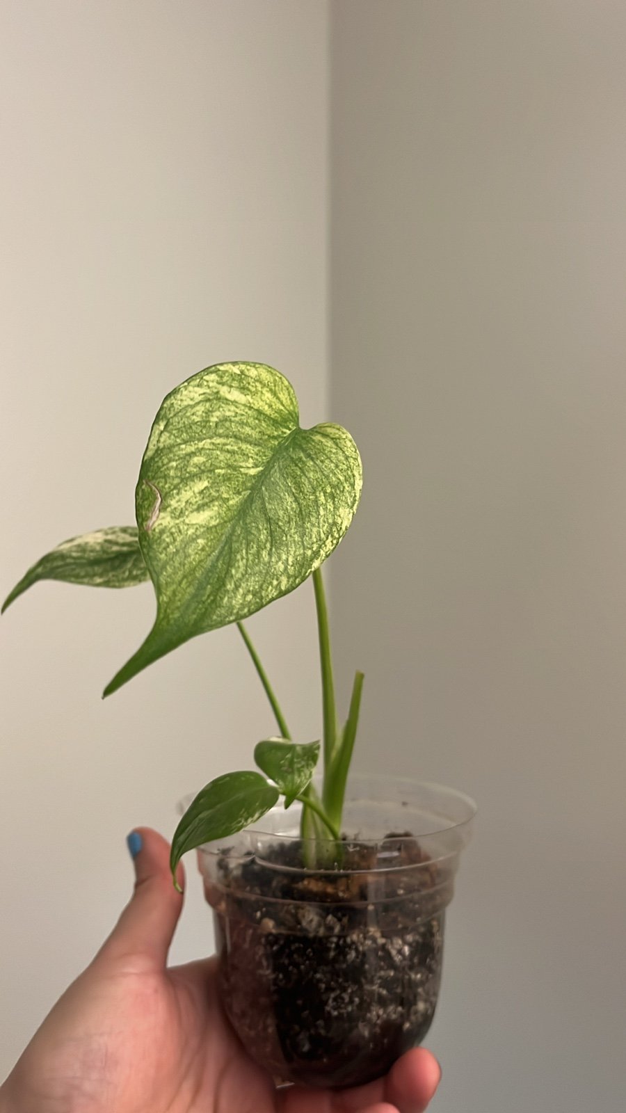 monstera mint noid