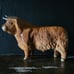 Vintage Beswick Highland Bull No 2008 with Original Sticker *Read
