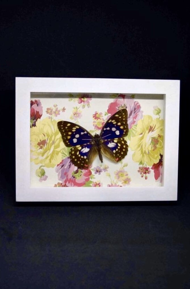 Japanese Emperor Butterfly Shadowbox