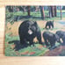 Vtg Yellowstone Postcard 1952 Haberstron