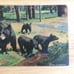 Vtg Yellowstone Postcard 1952 Haberstron