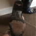 Authentic Old Gringo boots