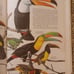 1961 BIRDS OF THE WORLD Austin Singer 1st Printing Color Illustrations HC