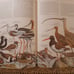 1961 BIRDS OF THE WORLD Austin Singer 1st Printing Color Illustrations HC