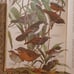 1961 BIRDS OF THE WORLD Austin Singer 1st Printing Color Illustrations HC