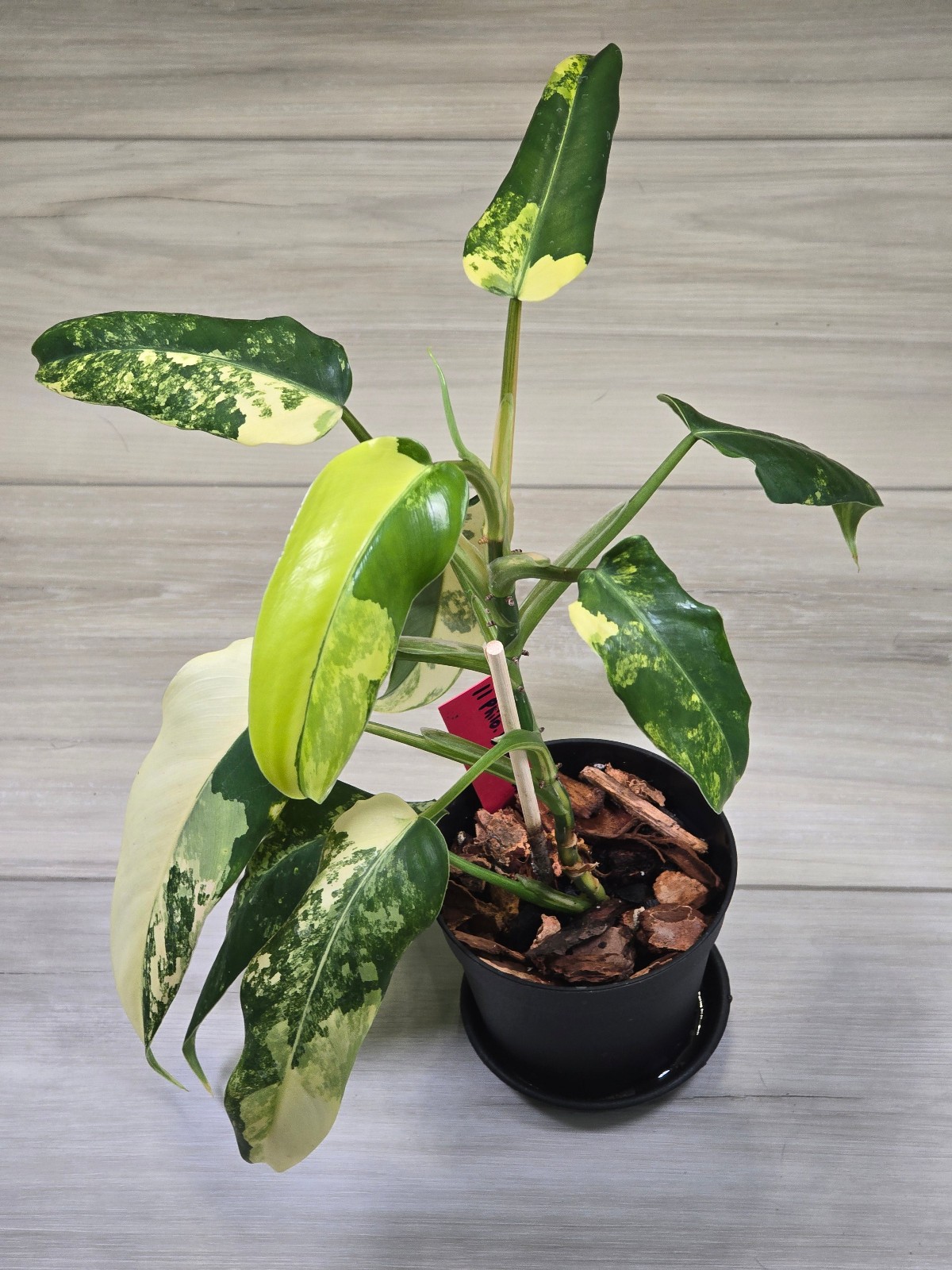 Philodendron Domesticum Variegated #11