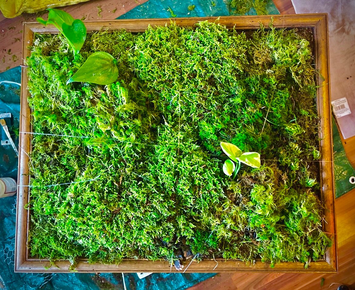 Moss Walls - Living Moss Wall, Living Moss Wall, Outdoor Moss Walls