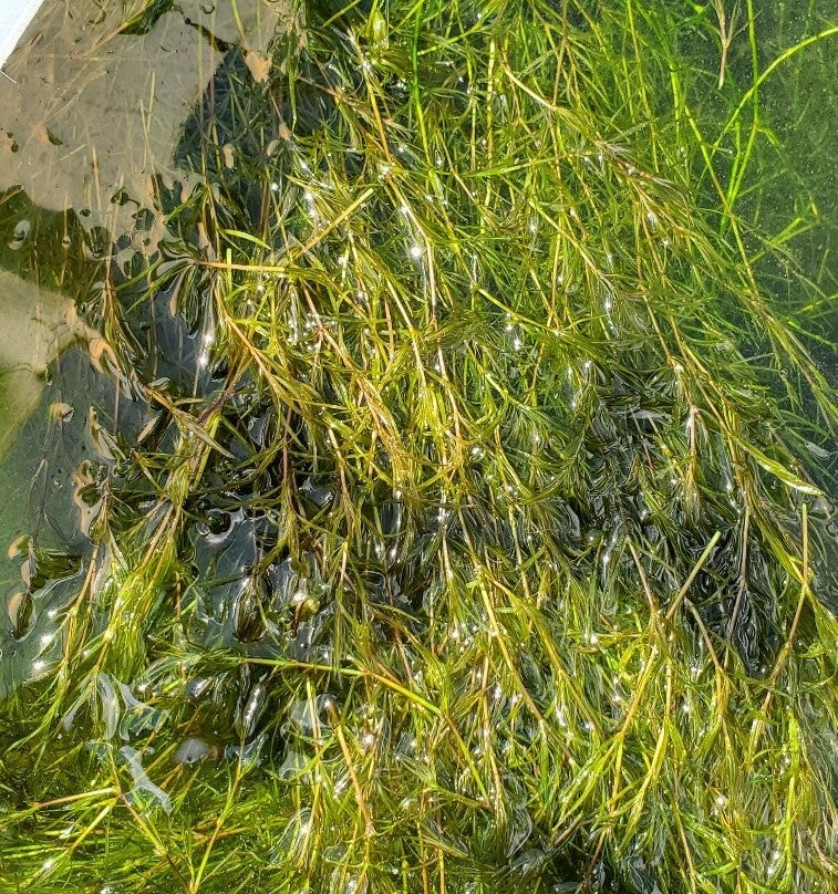 high quaity of bag A Guppy Grass Naja / Grass Garden & Outdoor high quaity of bag A Guppy Grass Naja / Grass Garden & Outdoor