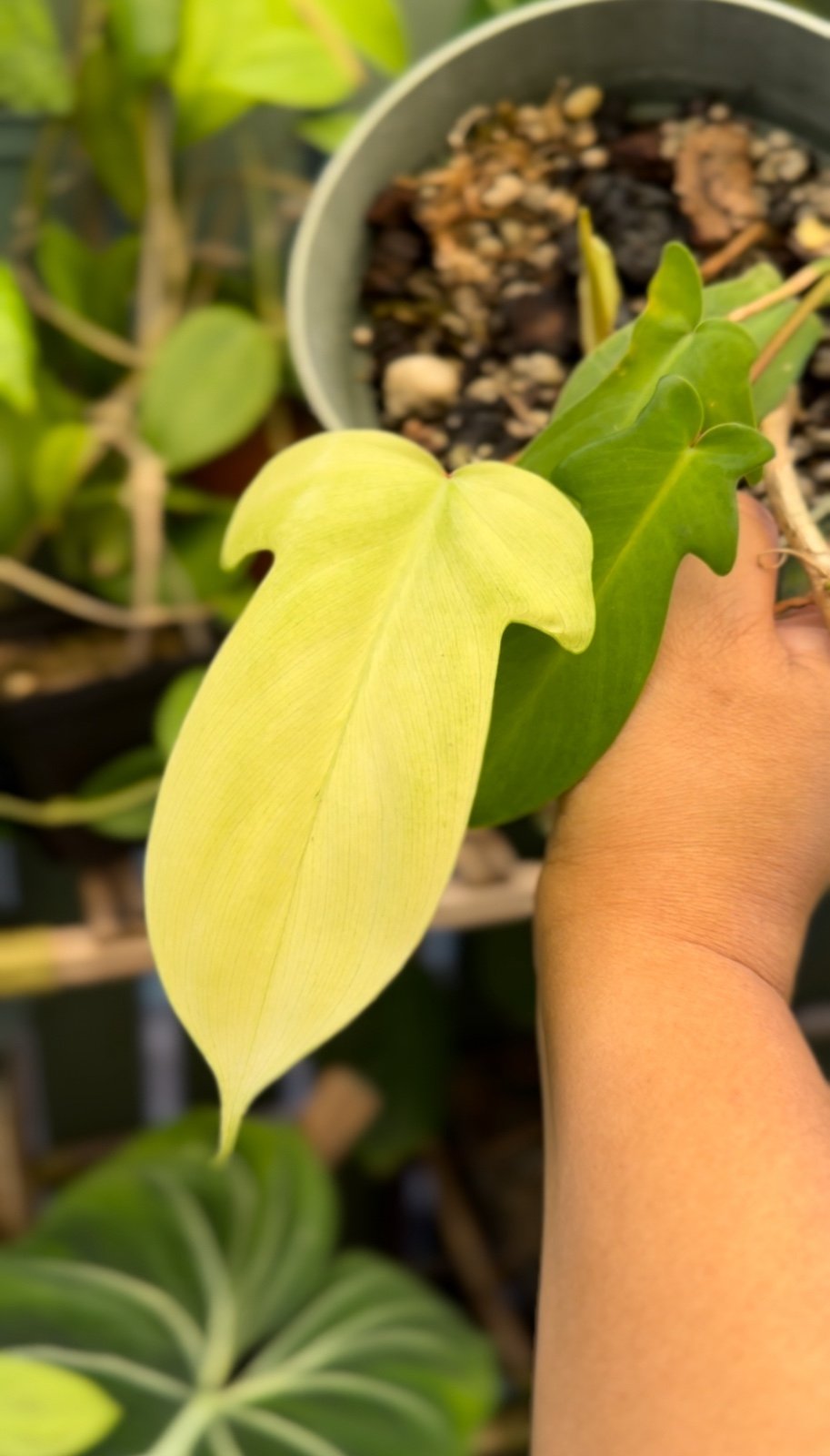 Philodendron Florida Ghost