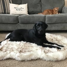 POOCH-LABS Faux Fur Dog Bed (Small 76L x 45W CM)