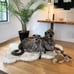 POOCH-LABS Faux Fur Dog Bed (Small 76L x 45W CM)