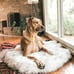 POOCH-LABS Faux Fur Dog Bed (Small 76L x 45W CM)