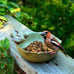 Ceramic Bird Bowls