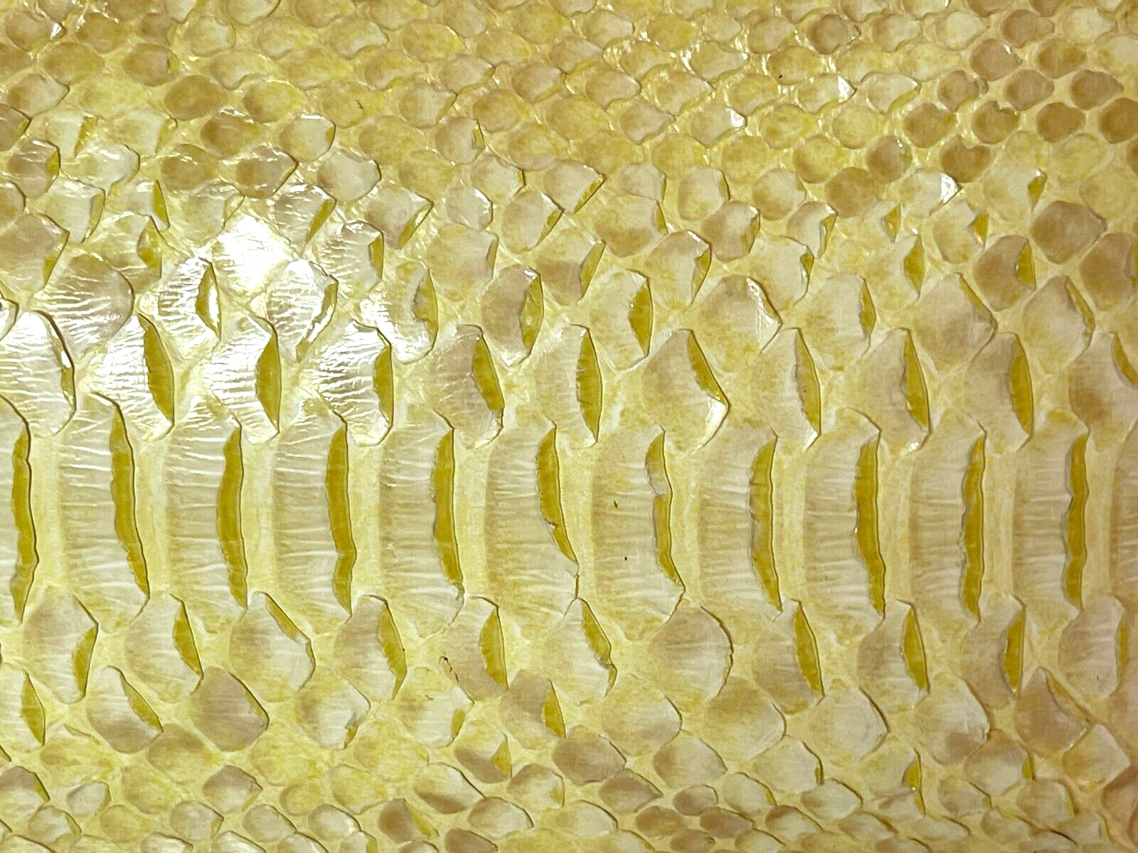 Rare Vintage Calvin Klein bag snake. Pristine. New no Box. Calvin era.
