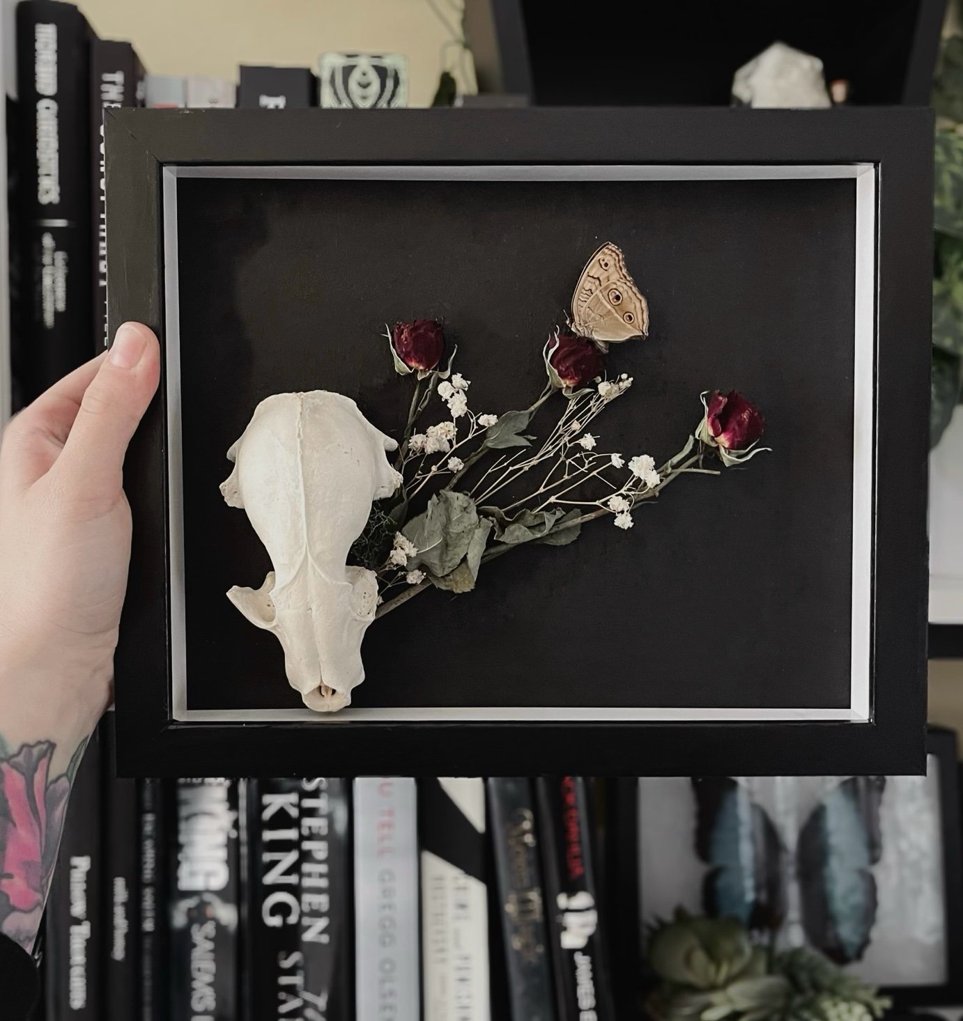 Handmade Male Raccoon Skull Butterfly Oddity Display