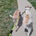 Double Dog Leash for 2 Dogs Rope Bungee Dual Leash (Green)