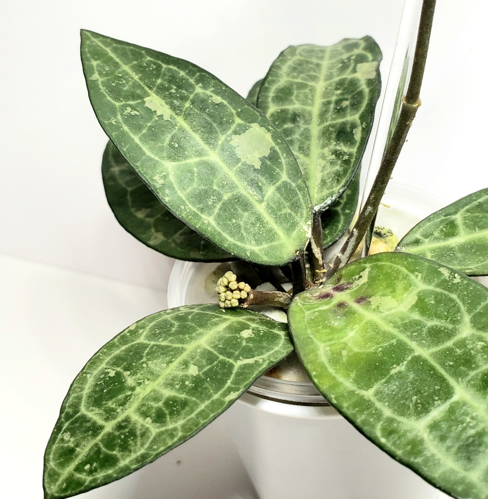 Hoya Elliptica Splash with peduncle
