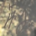 Joseph Morgan Vampire Diaries Originals Autograph Signed 8x10 Photo TO CINDY