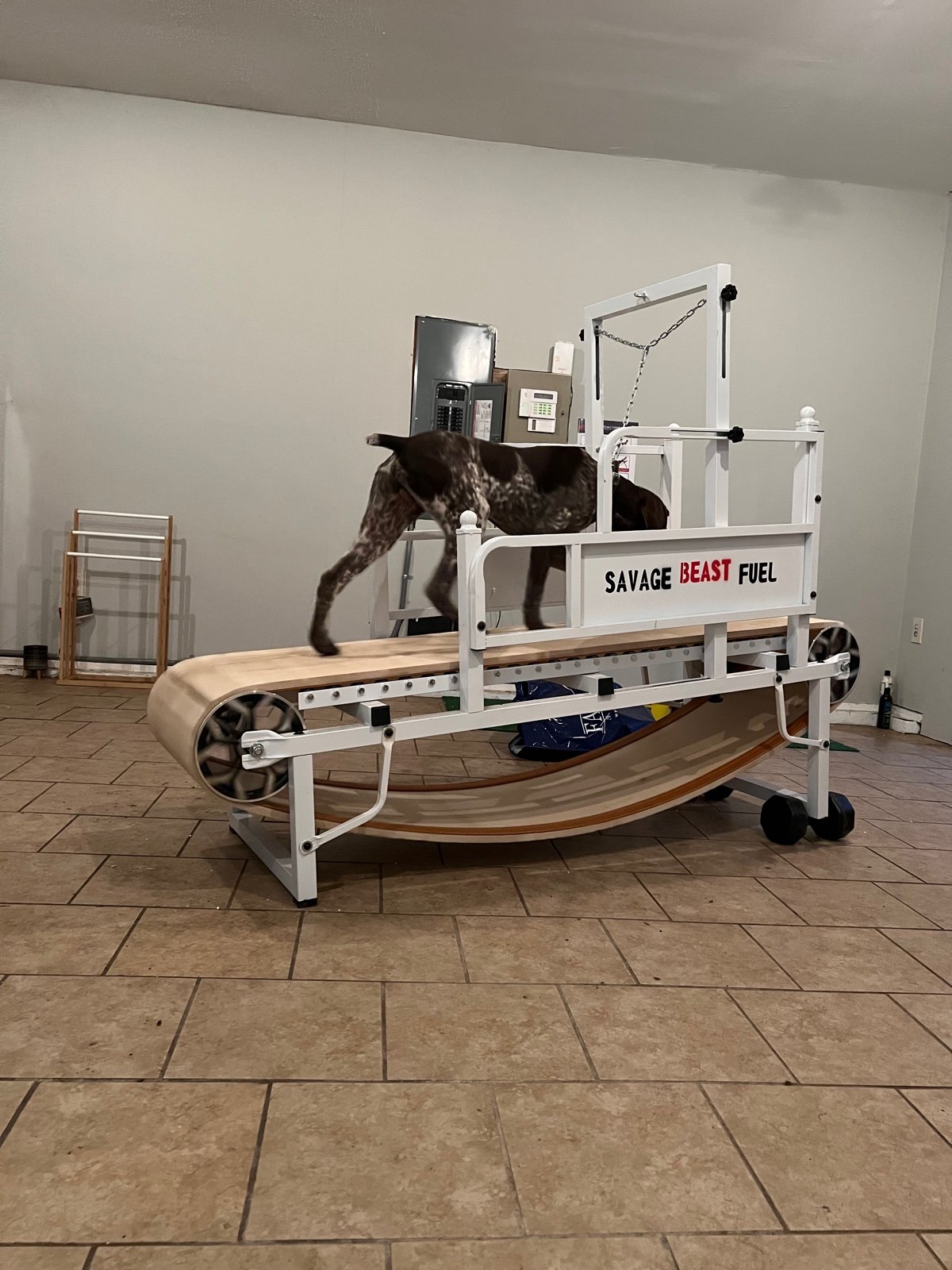 Dog trotter treadmill