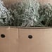German Statice | 5LB Bulk Case